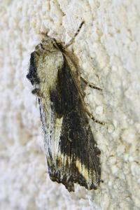 <i>Egira conspicillaris</i>