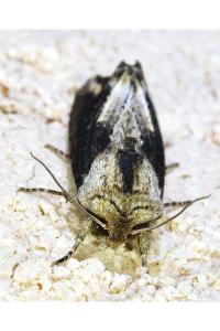 <i>Egira conspicillaris</i>