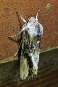 <i>Egira conspicillaris</i>
