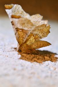 <i>Selenia lunularia</i>
