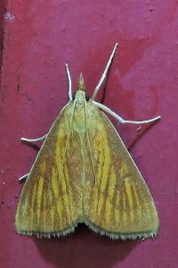 <i>Nascia cilialis</i>