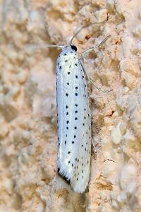 <i>Yponomeuta evonymella</i>