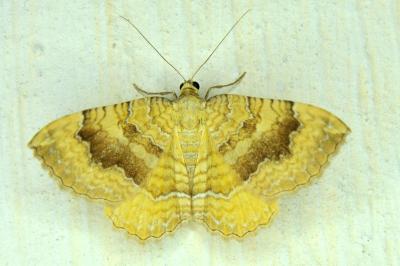 <i>Camptogramma bilineata</i>