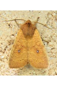 Cirrhia gilvago