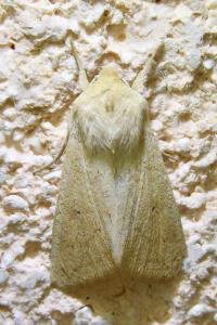 <i>Mythimna vitellina</i>