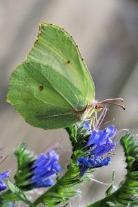 <i>Gonepteryx rhamni</i>