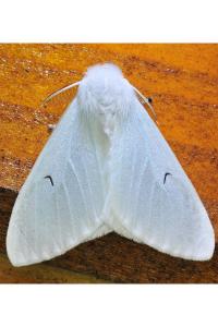 <i>Arctornis l-nigrum</i>