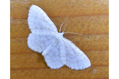 <i>Asthena albulata</i>
