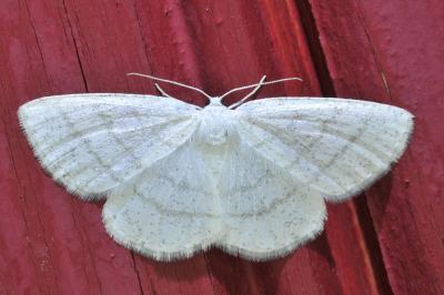 <i>Cabera pusaria</i>
