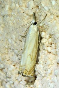 <i>Chrysoteuchia culmella</i>