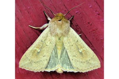 <i>Mythimna ferrago</i>