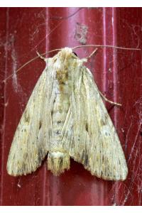 <i>Apamea lithoxylaea</i>
