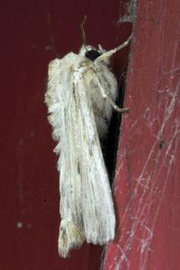 <i>Apamea lithoxylaea</i>