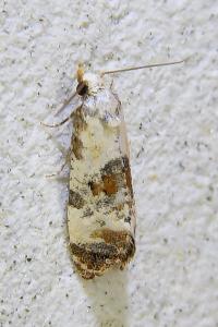<i>Cochylis hybridella</i>