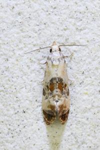 <i>Cochylis hybridella</i>