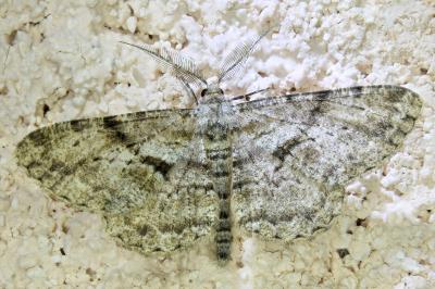 <i>Peribatodes rhomboidaria</i>
