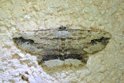 <i>Menophra abruptaria</i>