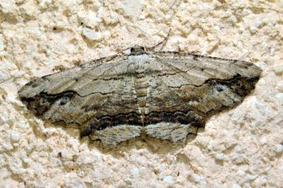 <i>Menophra abruptaria</i>