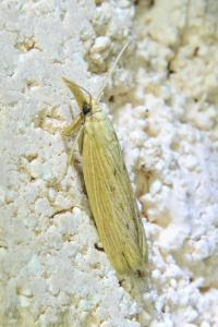 <i>Ematheudes punctella</i>