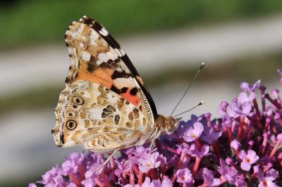 <i>Vanessa cardui</i>