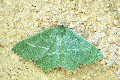 <i>Thalera fimbrialis</i>