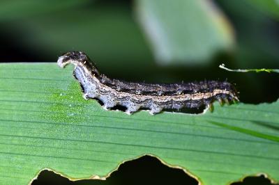 <i>Noctua comes</i>