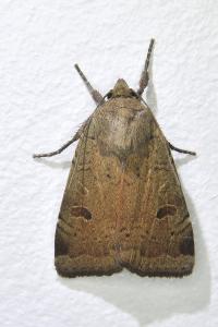 <i>Noctua comes</i>