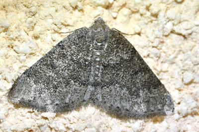 <i>Aleucis distinctata</i>