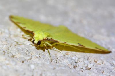 <i>Opisthograptis luteolata</i>