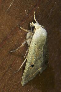 <i>Leptologia lota</i>