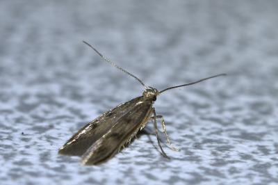 <i>Borkhausenia nefrax</i>