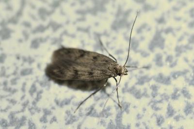 <i>Borkhausenia nefrax</i>