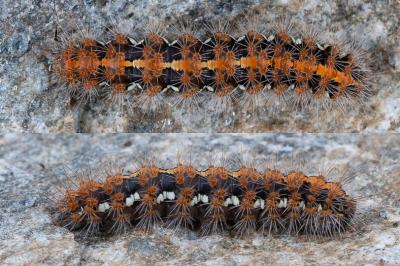 <i>Euplagia quadripunctaria</i>