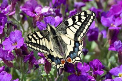 <i>Papilio machaon</i>