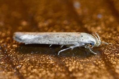 <i>Platyedra subcinerea</i>