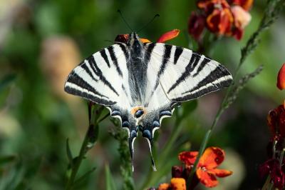 <i>Iphiclides podalirius</i>