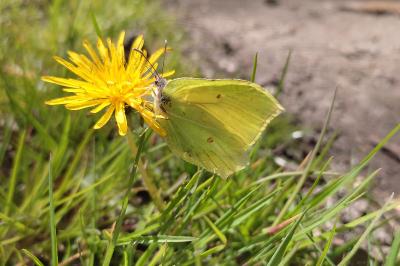 <i>Gonepteryx rhamni</i>