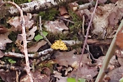 <i>Pseudopanthera macularia</i>