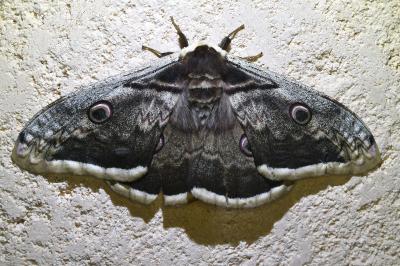 <i>Saturnia pyri</i>