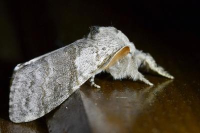 <i>Calliteara pudibunda</i>