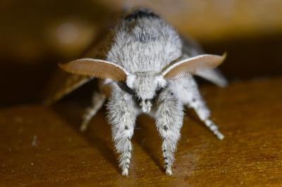 <i>Calliteara pudibunda</i>