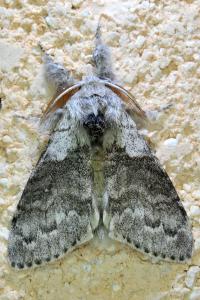 <i>Calliteara pudibunda</i>