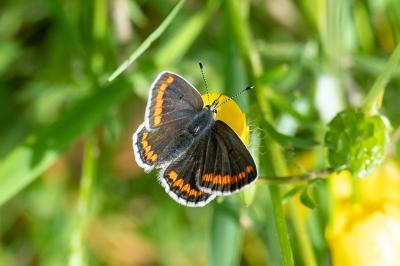 <i>Aricia agestis</i>