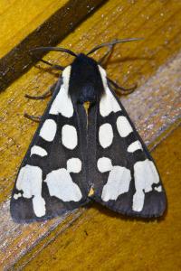 <i>Arctia villica</i>