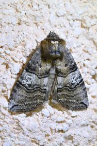 <i>Tethea ocularis</i>