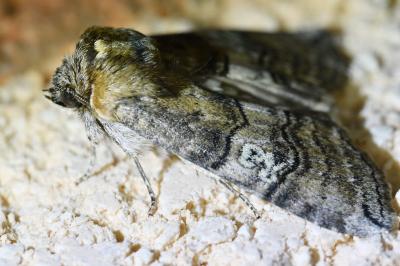 <i>Tethea ocularis</i>