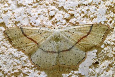 <i>Cyclophora punctaria</i>