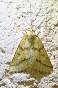 <i>Aspitates ochrearia</i>