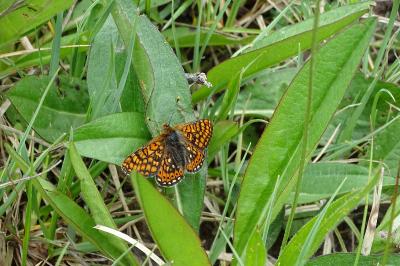 <i>Euphydryas aurinia</i>