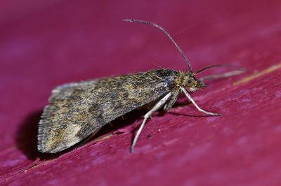 <i>Pyrausta despicata</i>